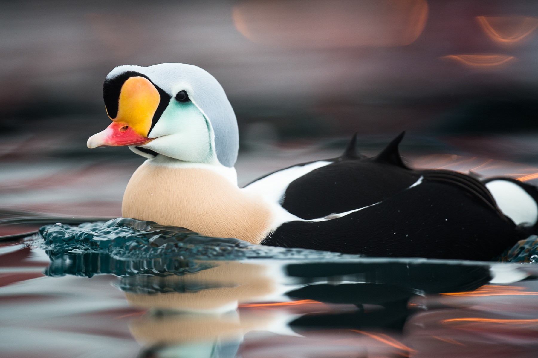 A male King Eider portrait. These Arctic birds migrate from Siberia to winter in bays around the east coast of Finnmark in Norway, were they gather near docks and fishing vessels