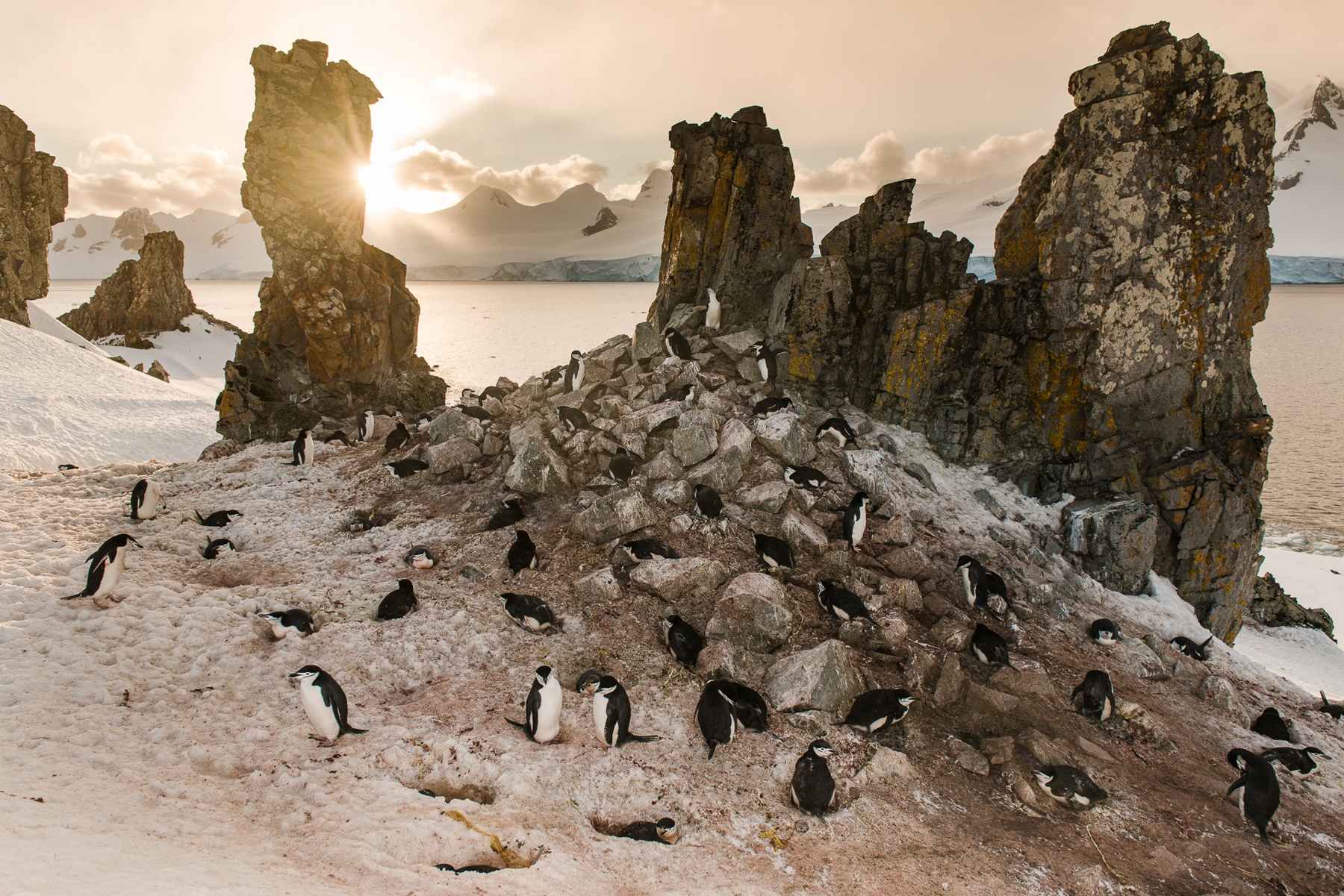 A colony of Chinstrap Penguins