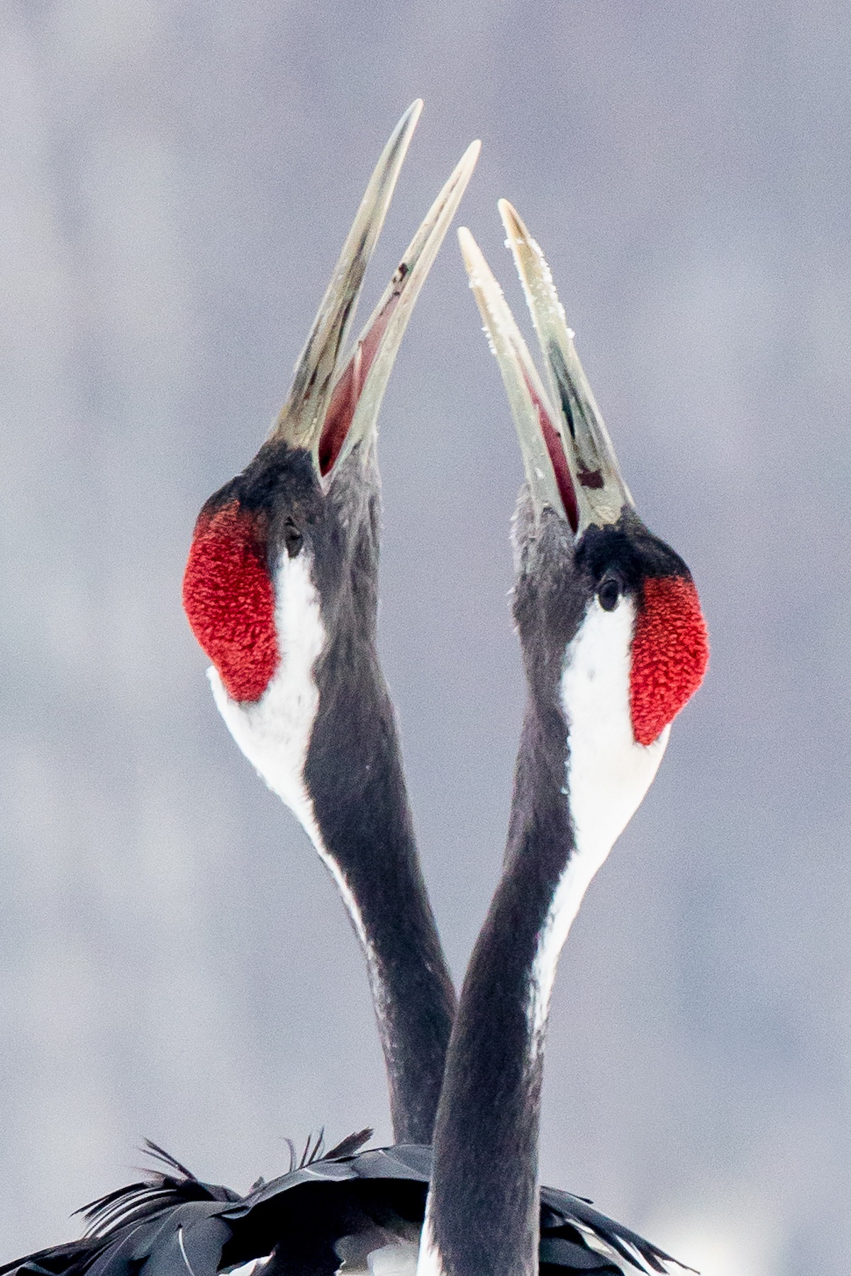 Displaying Red-crowned (or Japanese) Cranes in winter in Hokkaido. Cranes mate for life