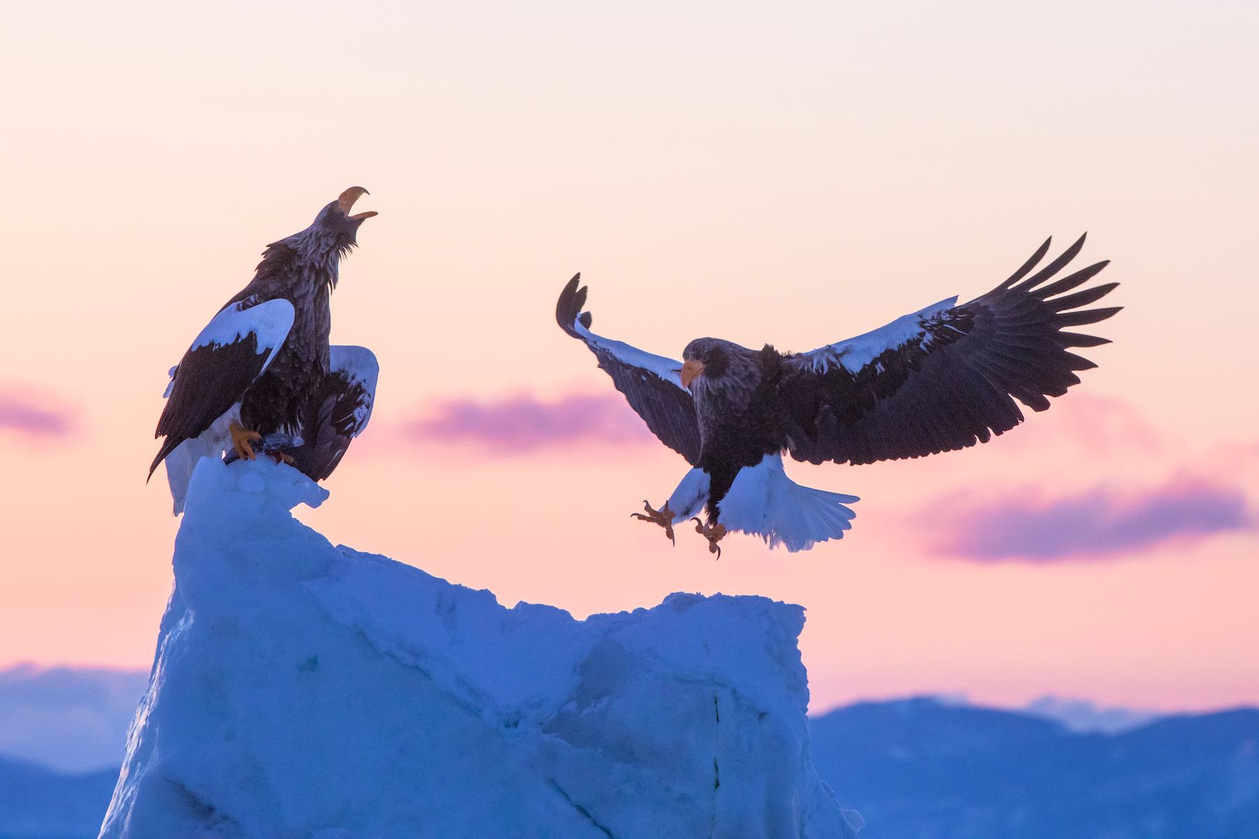 Steller's Sea Eagles in the dawn light of Hokkaido, Japan