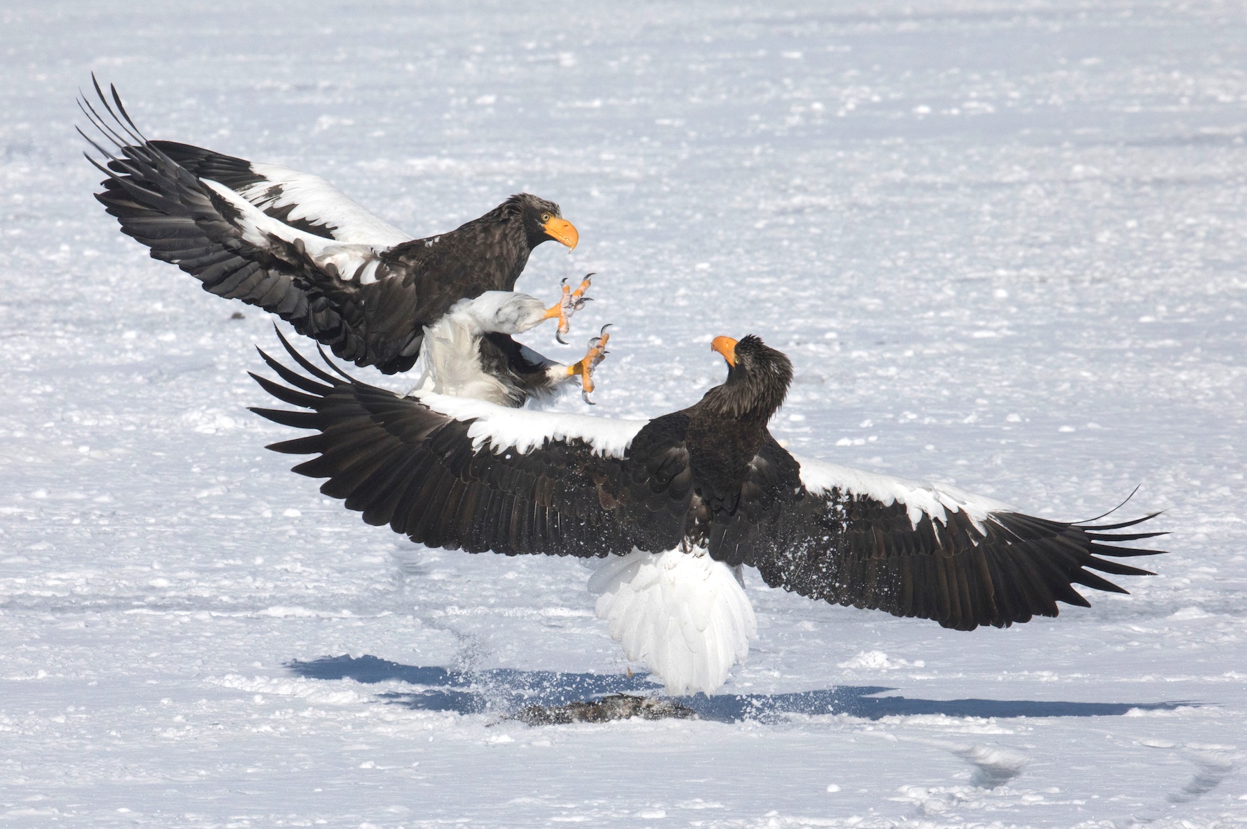 Two adult Steller's Sea Eagles battle it out for a fish in Hokkaido (image by Inger Vandyke)