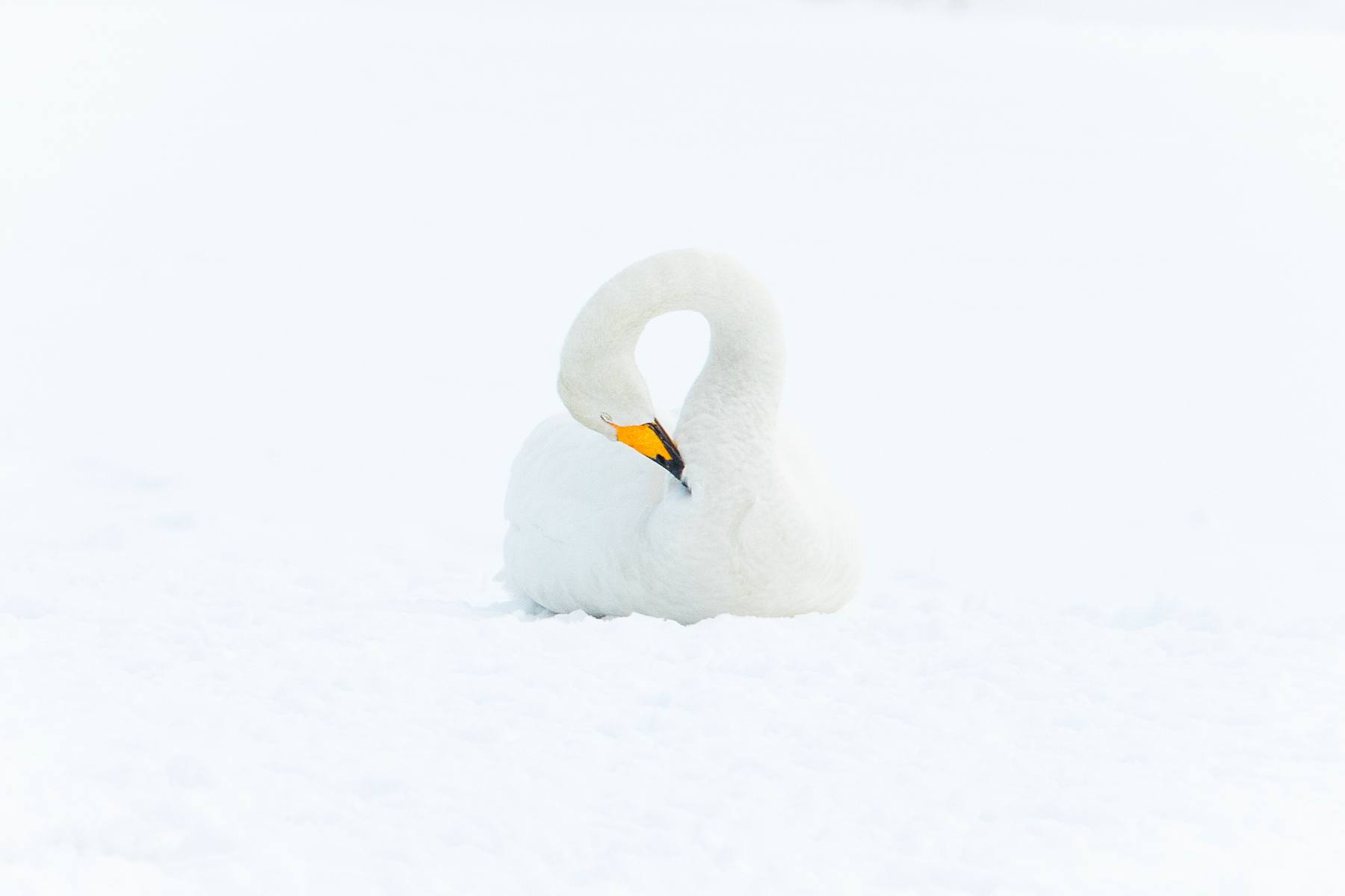 Whooper Swan preening (image by Inger Vandyke)