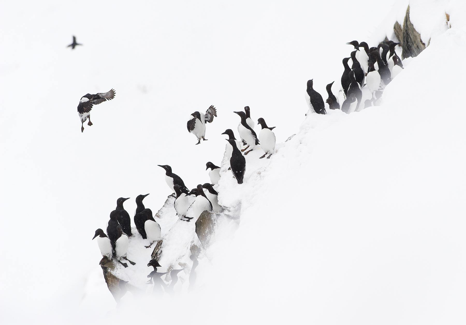 Common and Brünnich's Guillemots (Common and Thick-billed Murres) in the snow at Hornøya, northern Norway