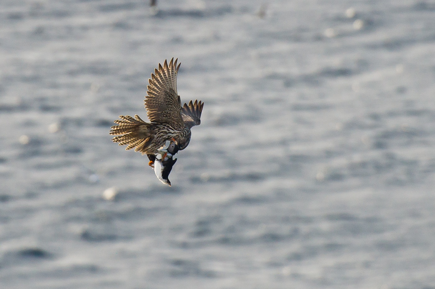 A Gyrfalcon holds an Atlantic Puffin at Hornøya, Varanger, northern Norway