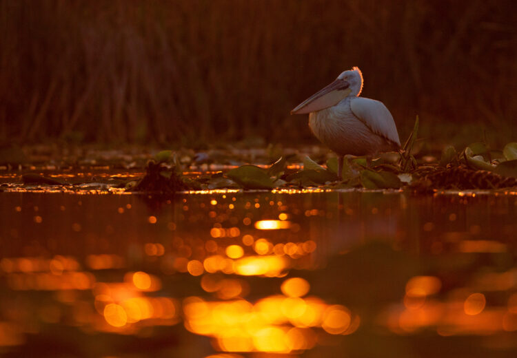 wildlife tourism photographer