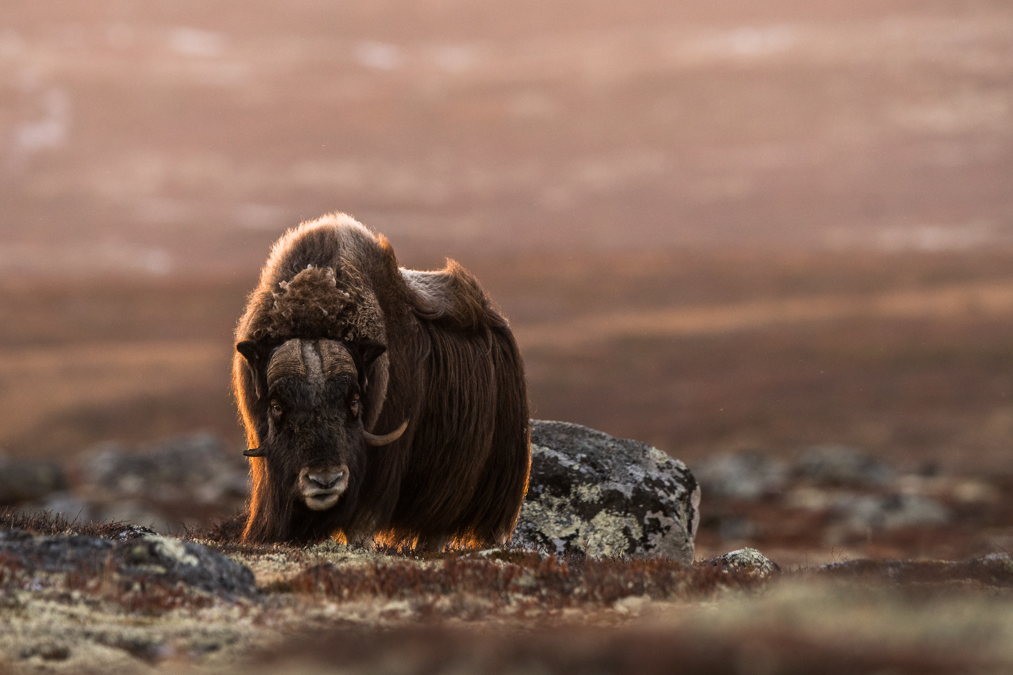 Backlit Musk Ox on the tundra of Dovrefjell