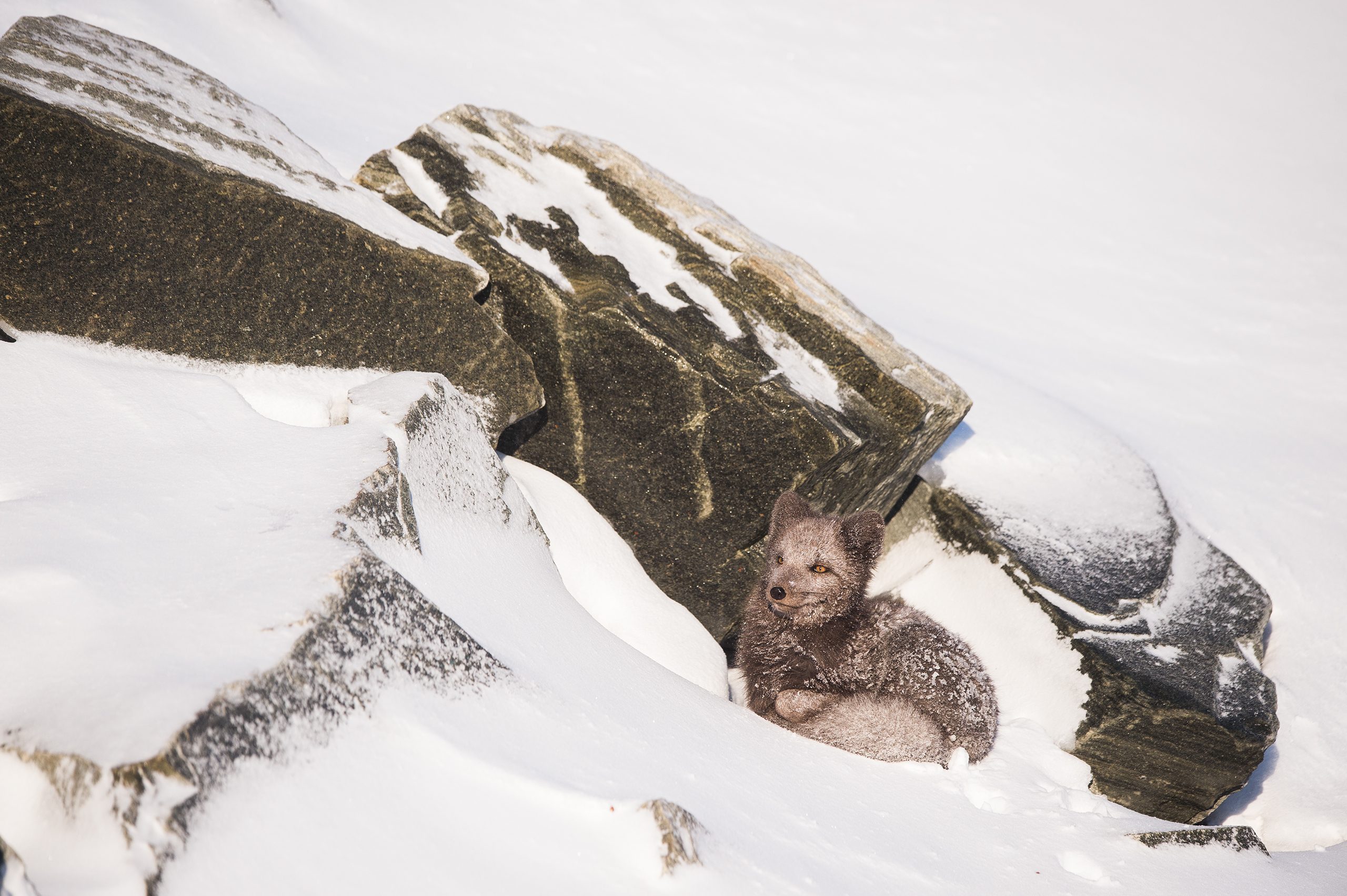An Arctic Fox takes shelter from a snowfall at Dovrefjell