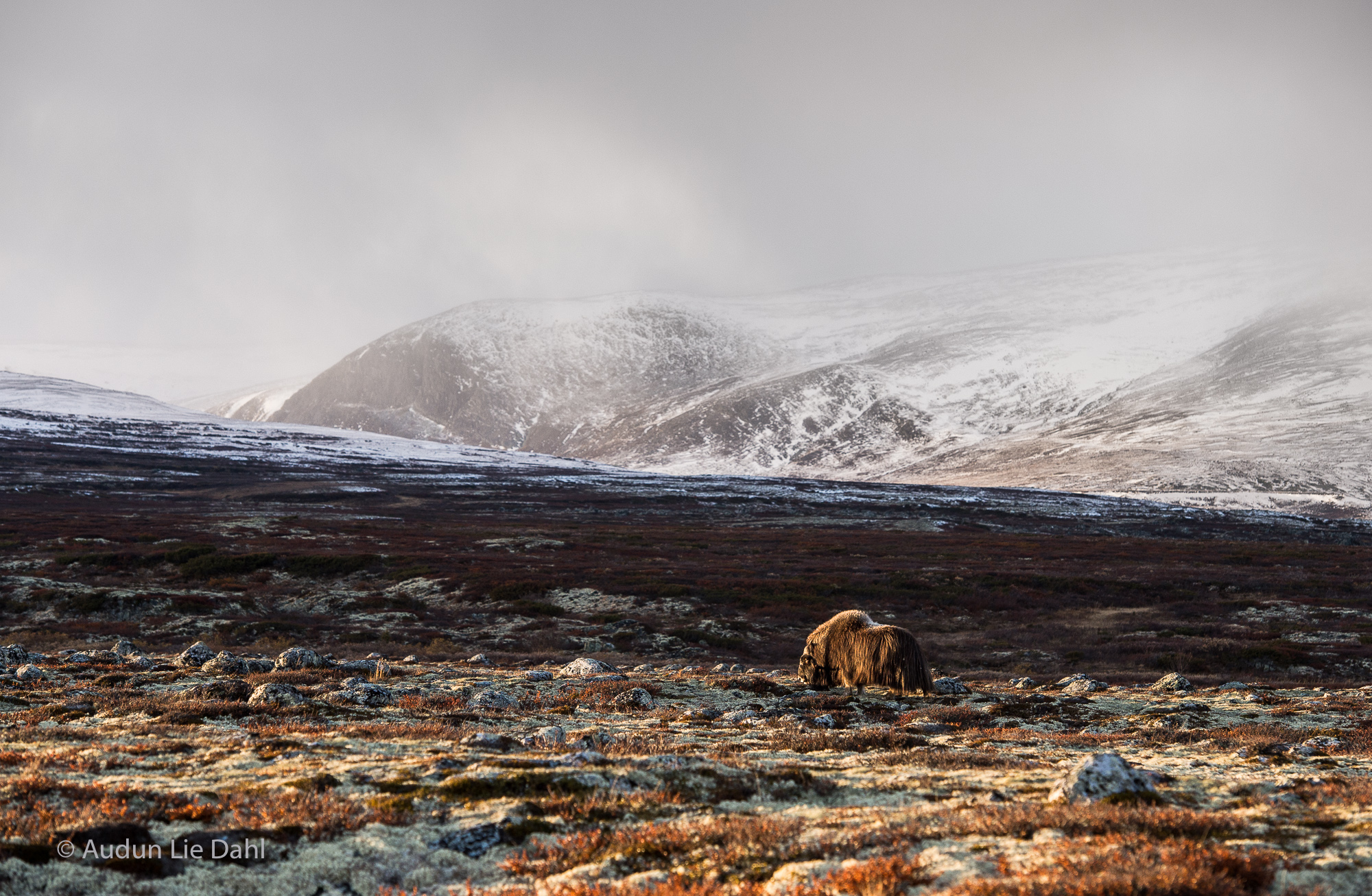 Norway's magnificent Dovrefjell, with a Musk Ox grazing against a splendid backdrop