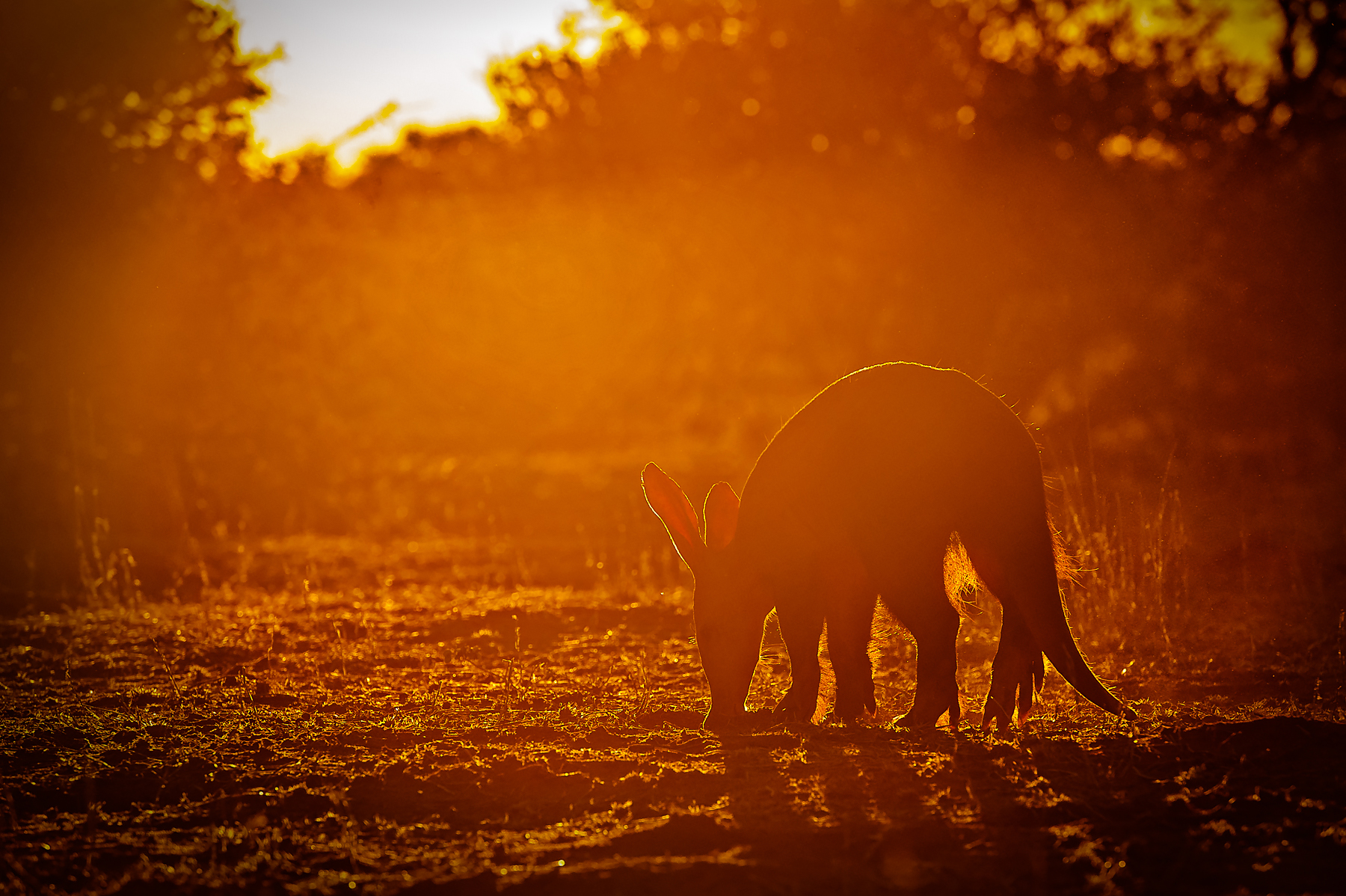 A wild Aardvark. They are the highlight of the Wild Images Ultimate Photo Tour in Africa