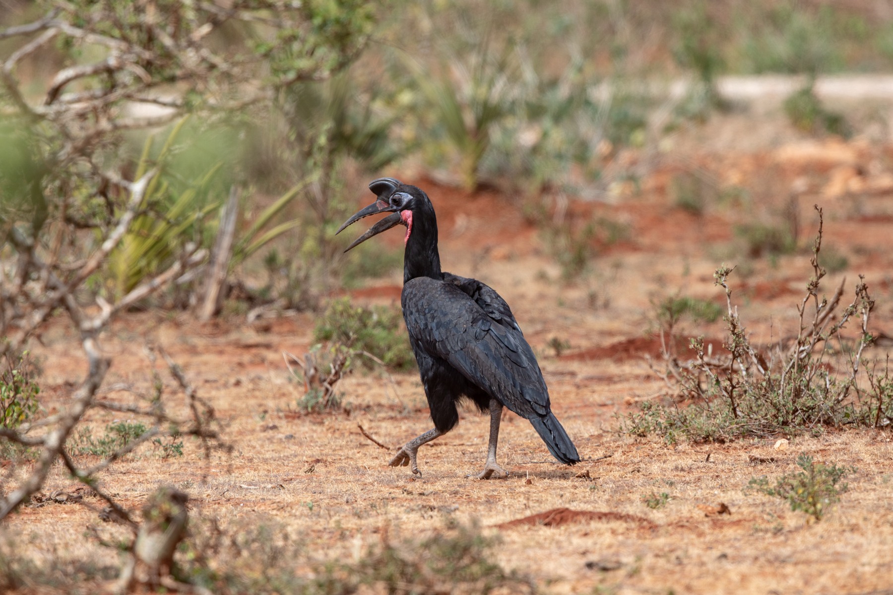 Abyssinian Ground Hornbills are huge birds and seem oblivious to the midday heat