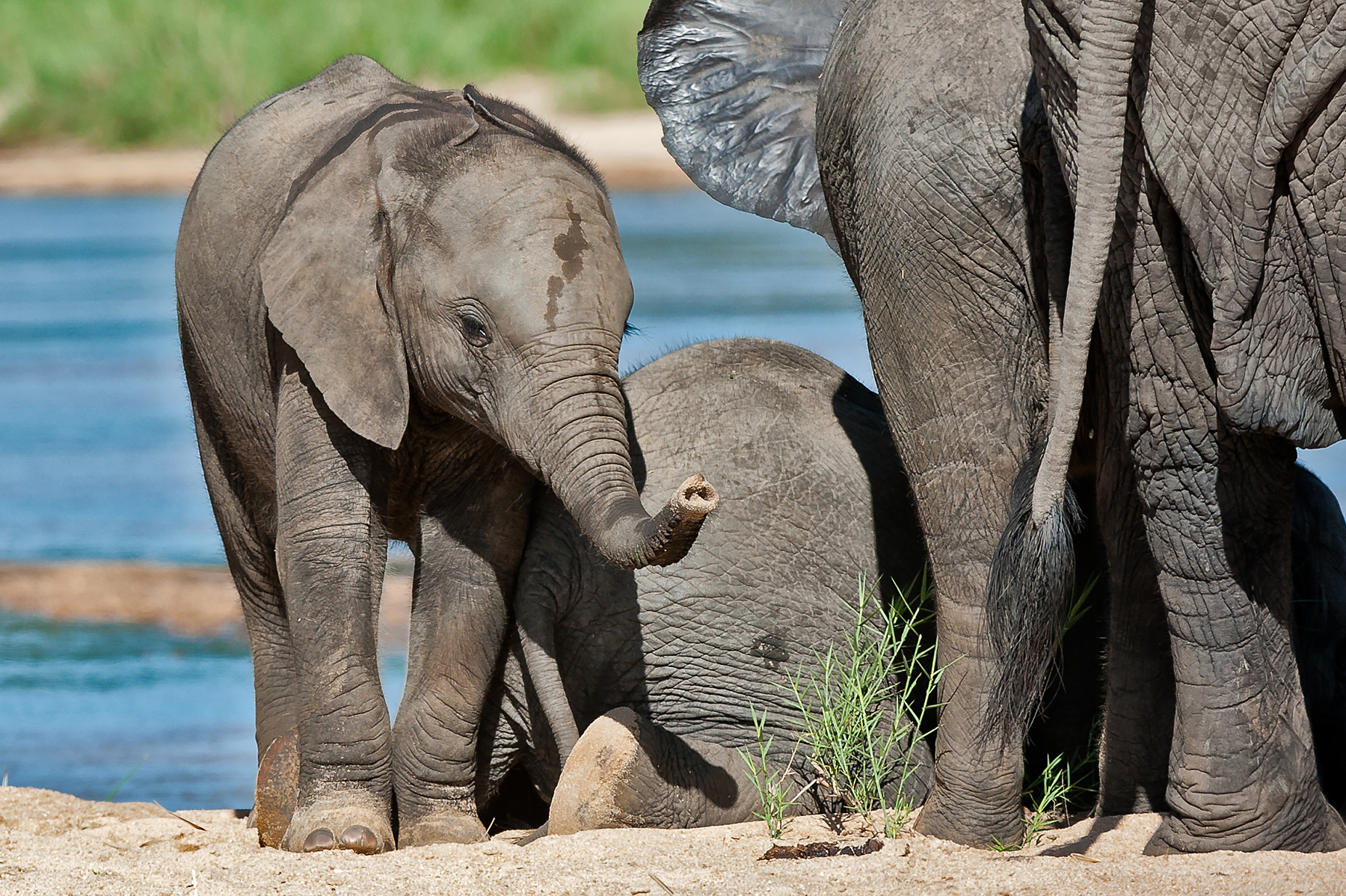 Baby elephants are always fantastic to photograph in Botswana and South Africa