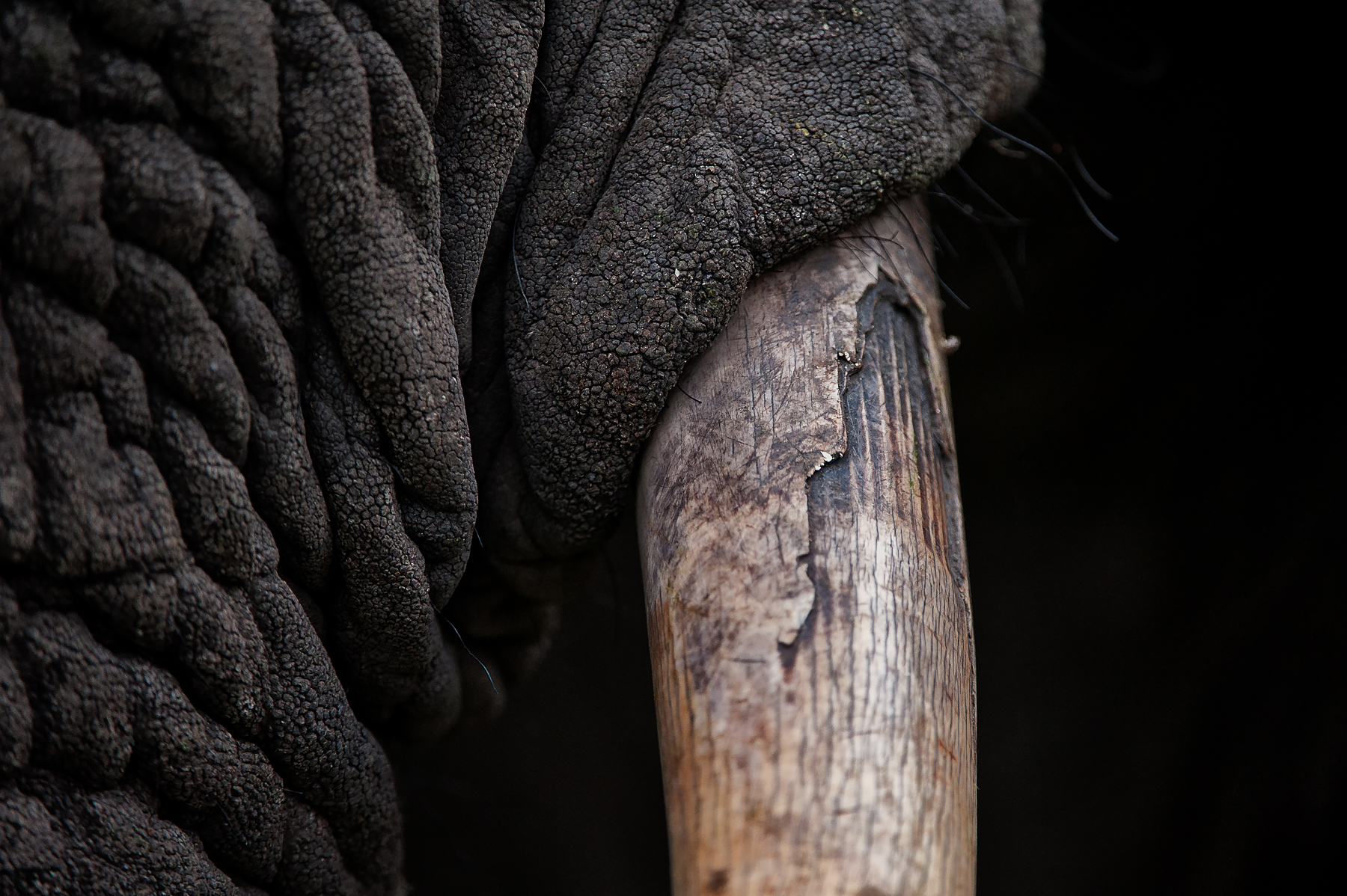 Photography tours of Botswana and South Africa with Wild Images teach you how to capture detail like this elephant tusk