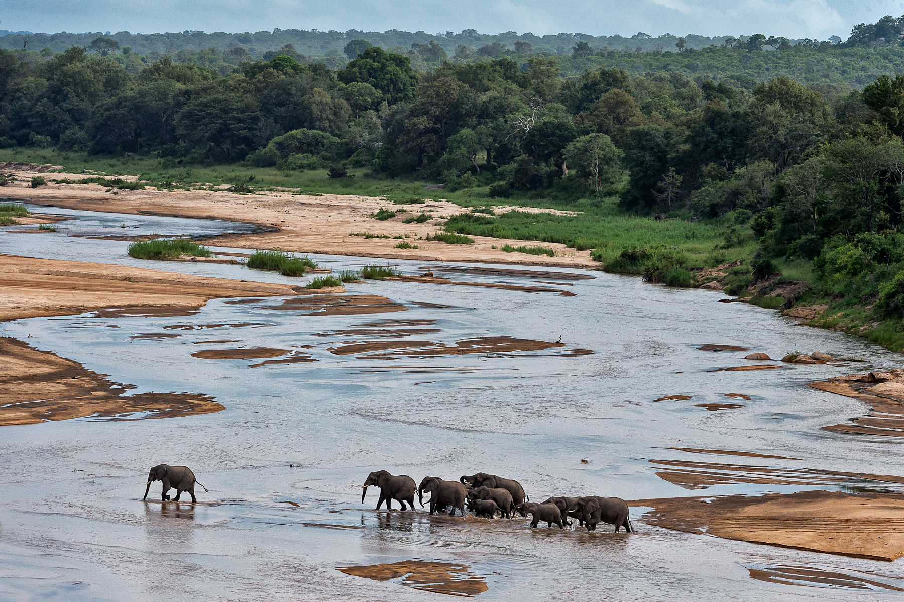 A herd of Elephants crosses the Sand River on the Wild Images wildlife photography tour in South Africa and Botswan