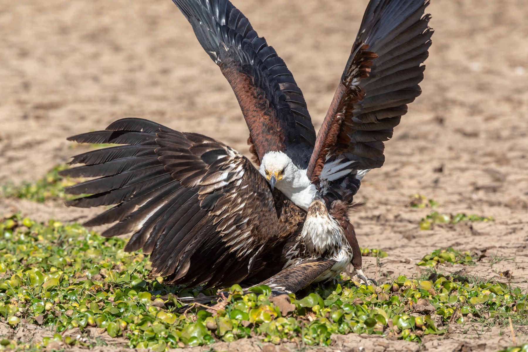 An adult African Fish Eagle fights with a young bird over a fish