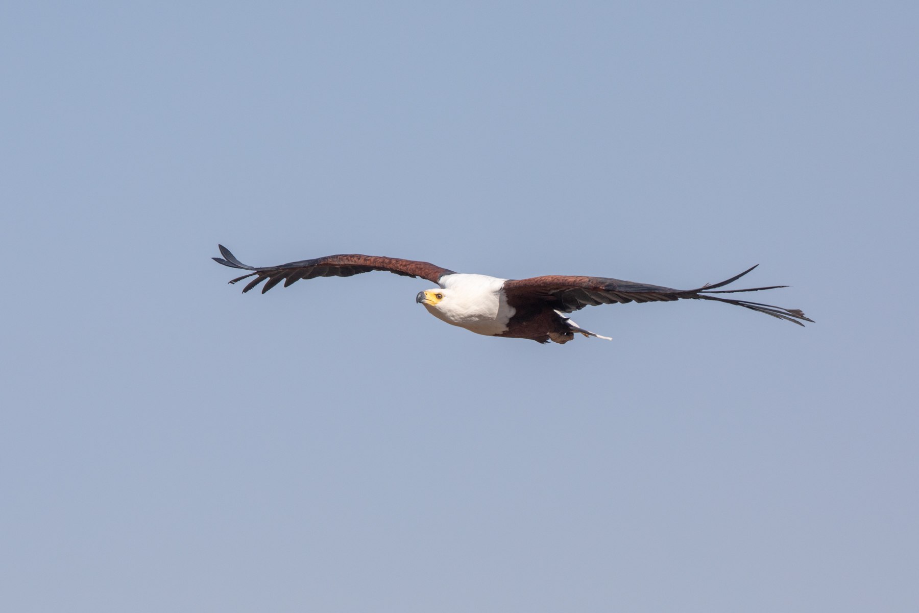 African Fish Eagle