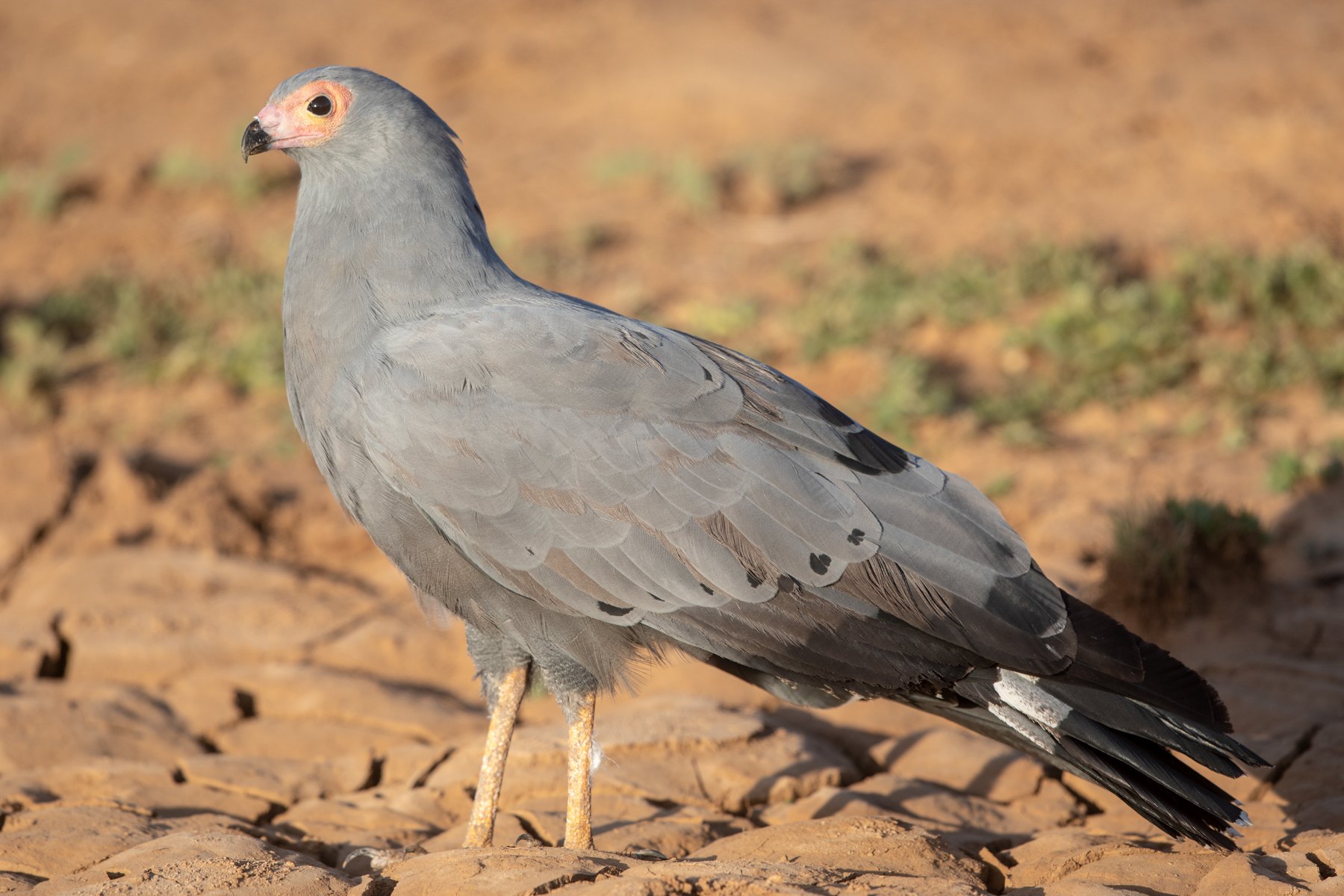 African Harrier-Hawk portrait