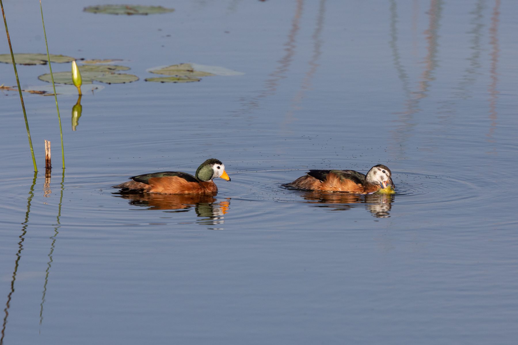 A pair of African Pygmy Geese at Awassa