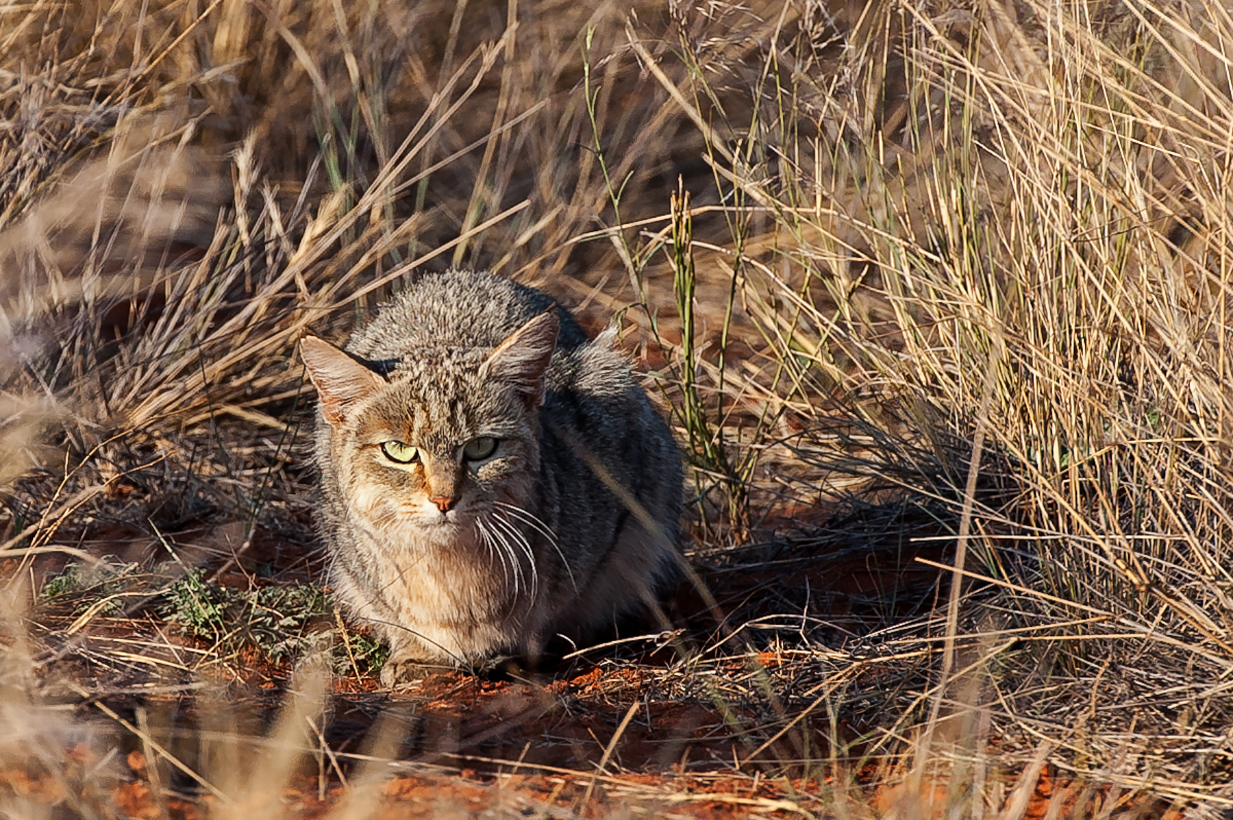 The Kalahari is one of the best places in Africa to photograph African Wild Cats