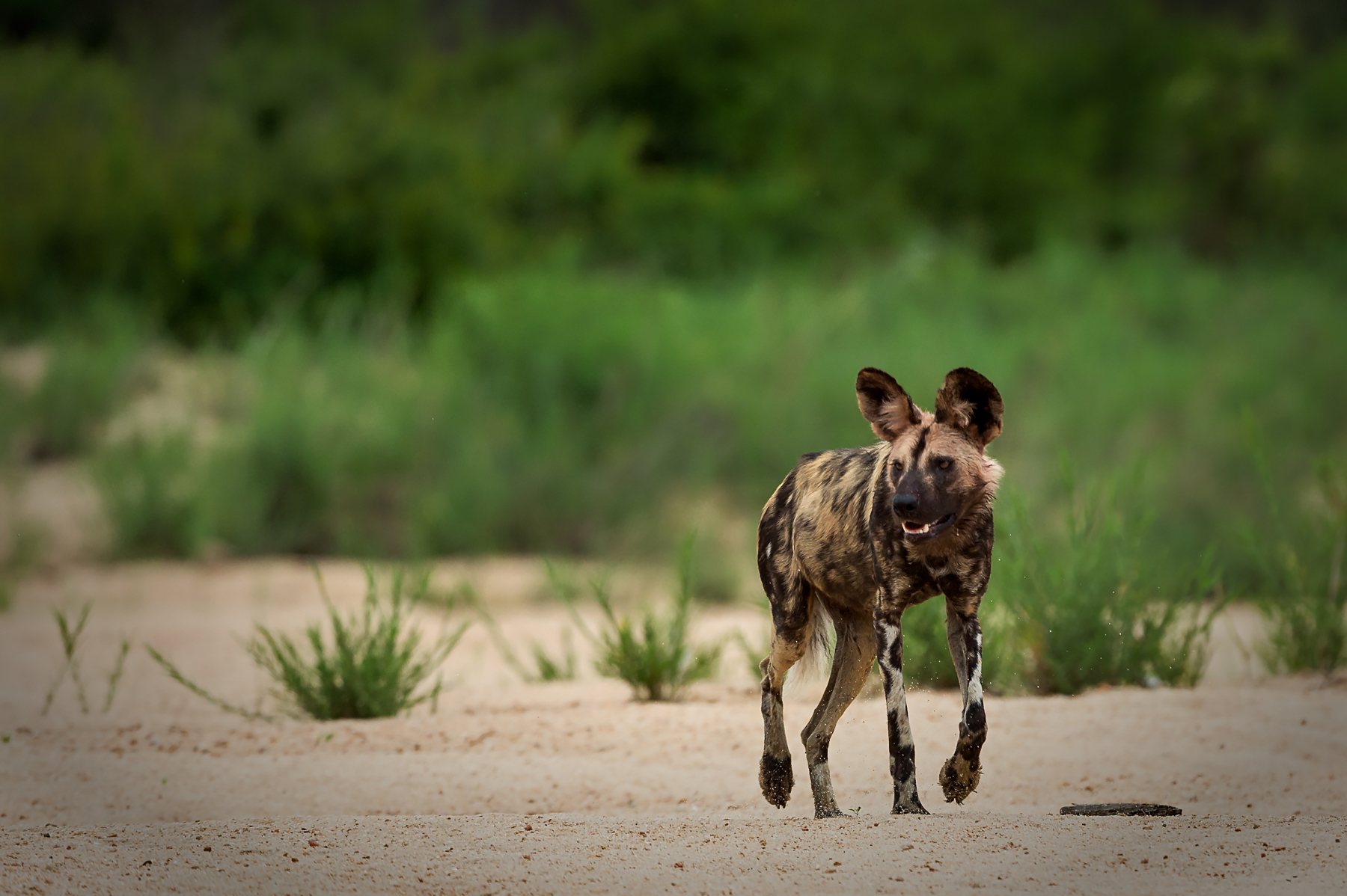 An African Wild Dog is the highlight of wildlife photography tours in South Africa with Wild Images