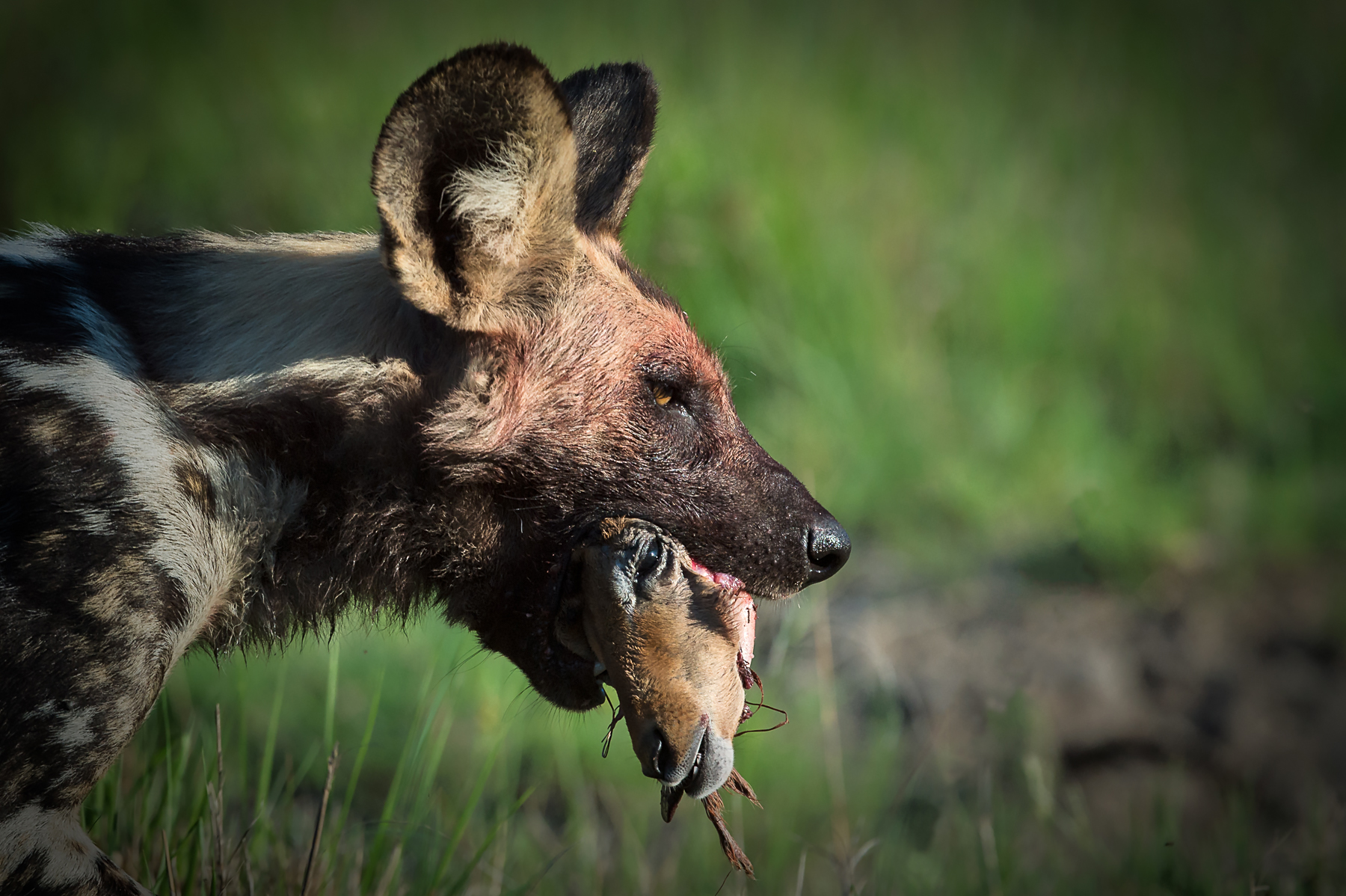 A grim sight of an African Wild Dog with the remains of its Impala lunch