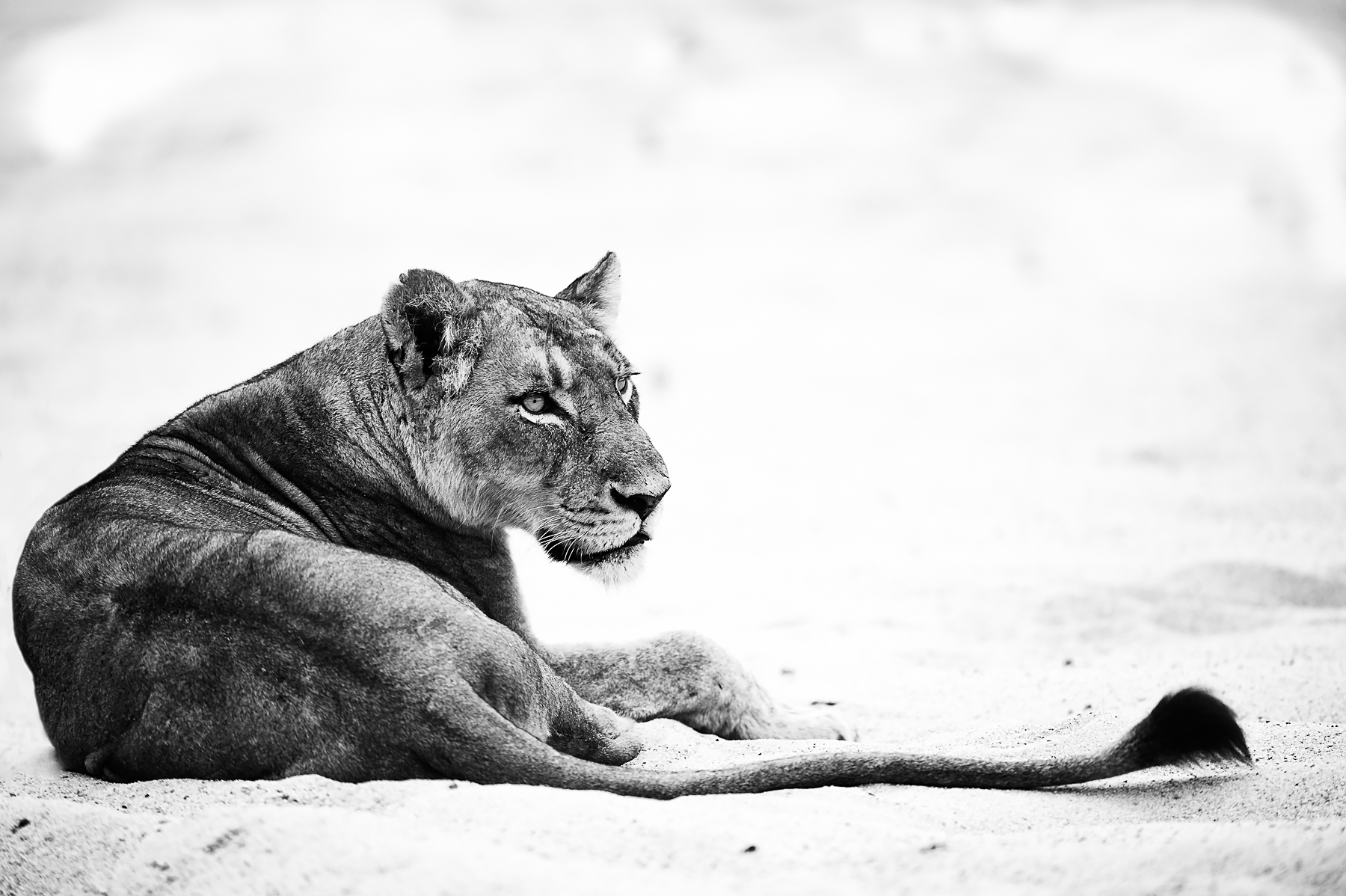 A beautiful black and white image of a female Lion resting on the Sand River in South Africa