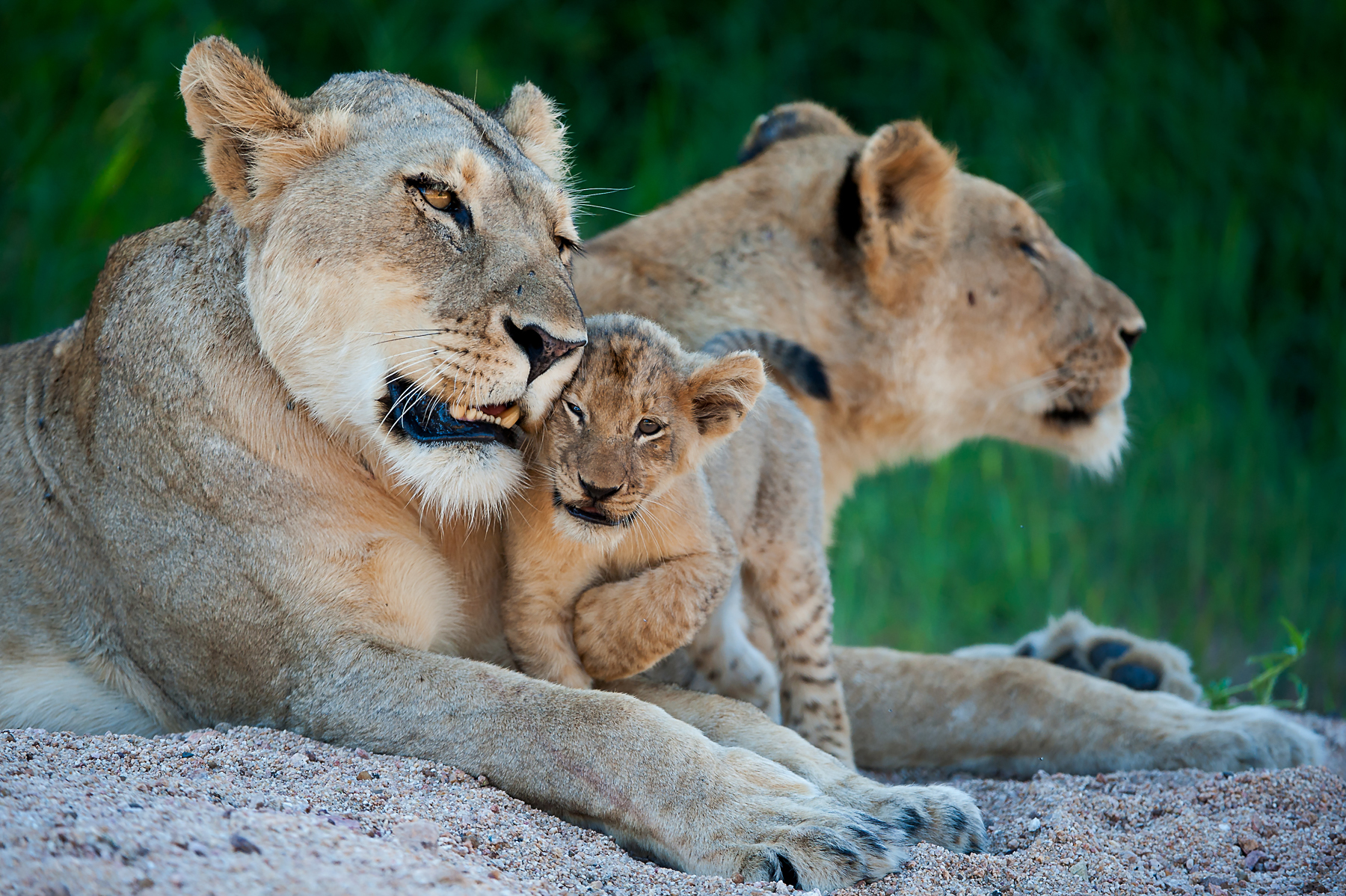 A cute little Lion cub with its mother in South Africa