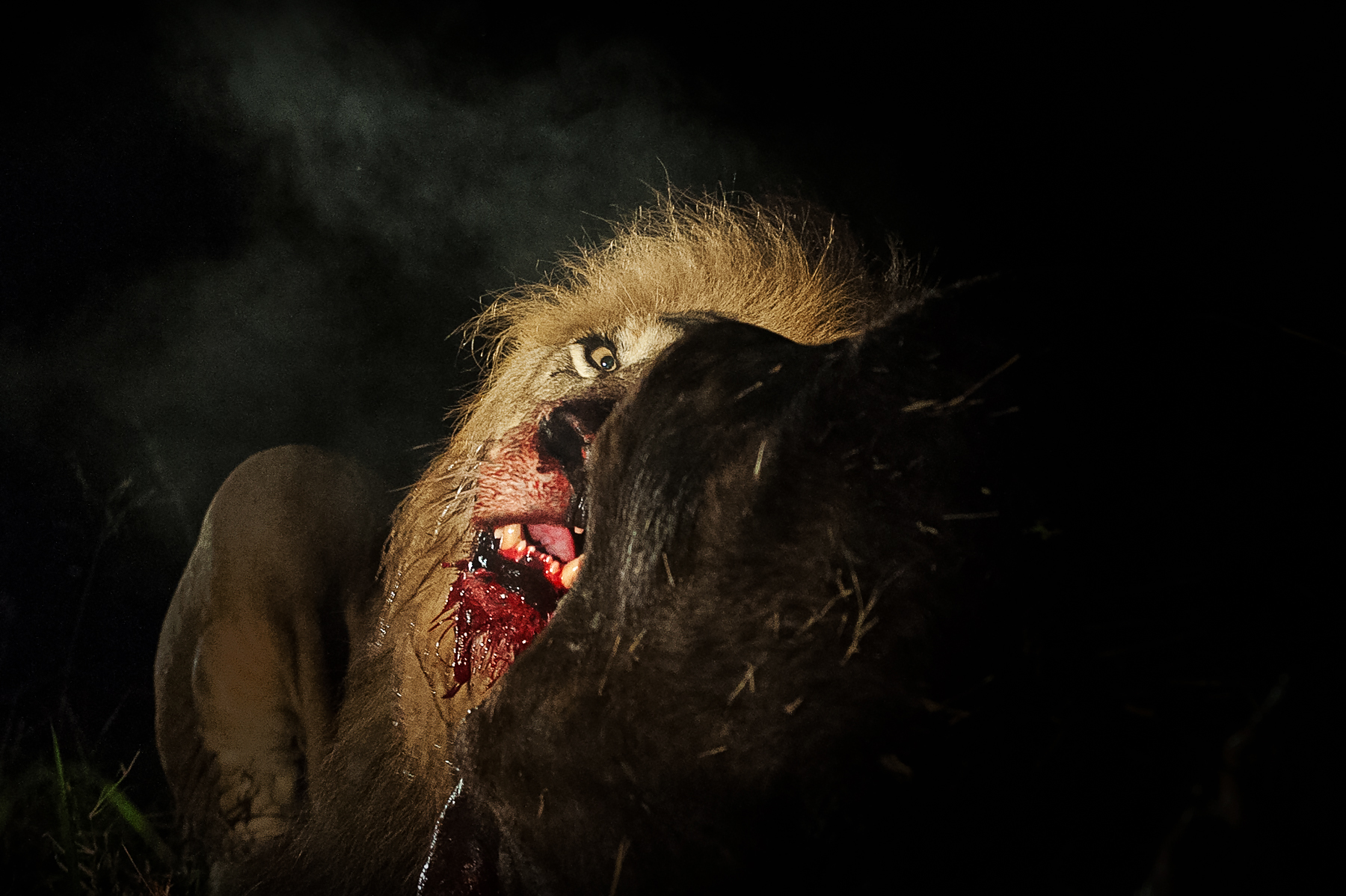 Photographing lions is always a highlight of wildlife photography tours in South Africa and Botswana