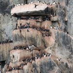 Bird photography with Wild Images in Spitsbergen