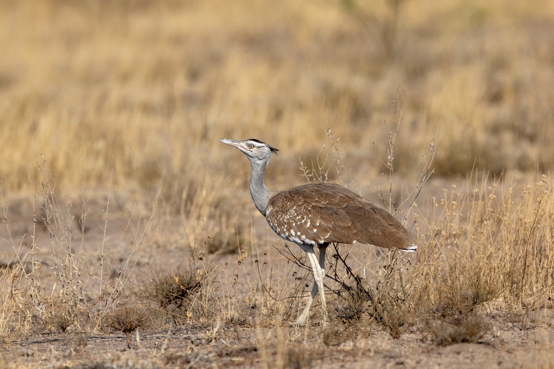 The rare and declining Arabian Bustard