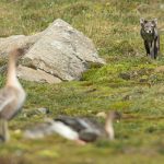 An Arctic Fox stalks a Pink-footed Goose on the Wild Images photography tour of Spitsbergen