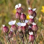 Summer in Spitsbergen is wonderful for flowers like pretty Arctic White Campions