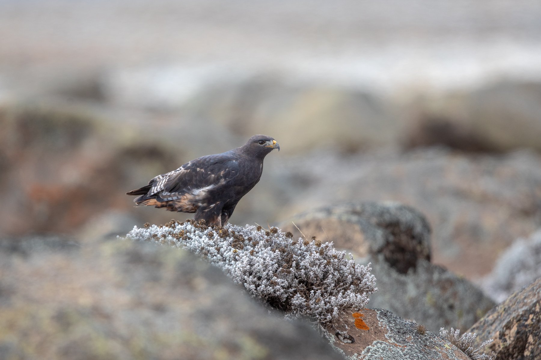 This particular Augur Buzzard is an intermediate morph