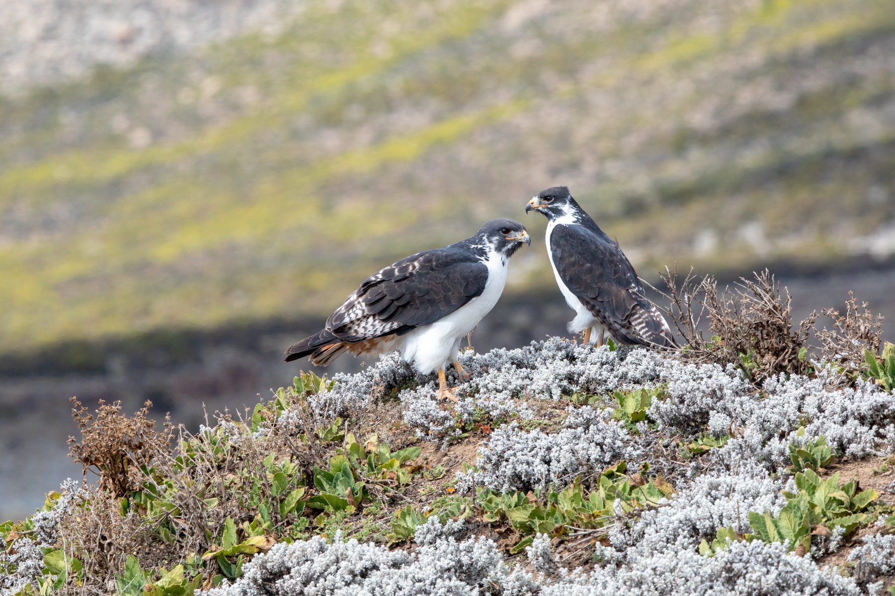 A pair of Augur Buzzards in the Bale Mountains