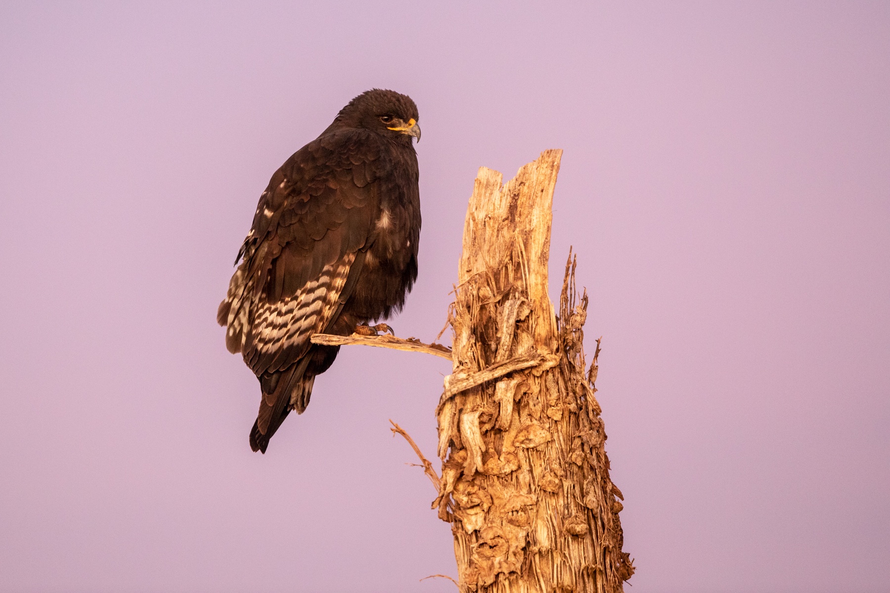 A dark morph Augur Buzzard in the Bale Mountains