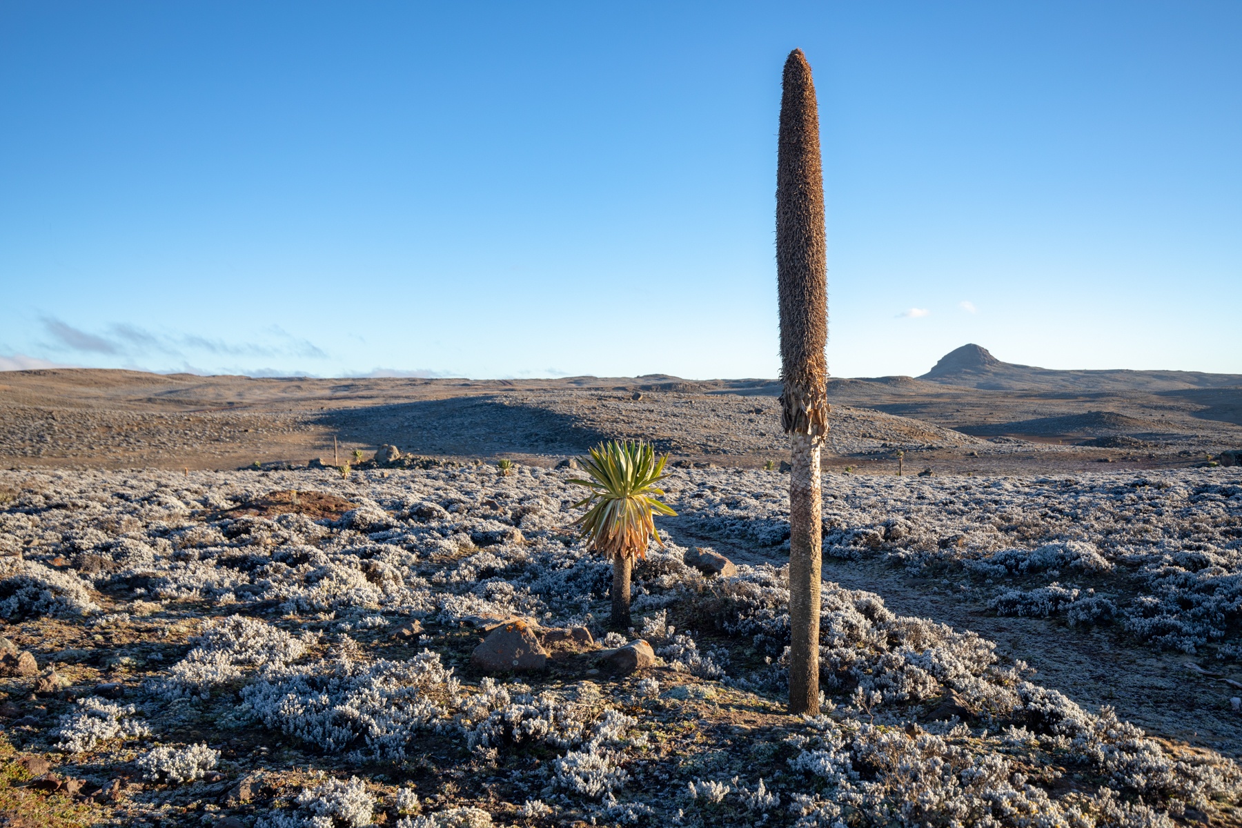 Giant Lobelia flowering spikes are like huge punctuation marks on the Sanetti Plateau, Bale