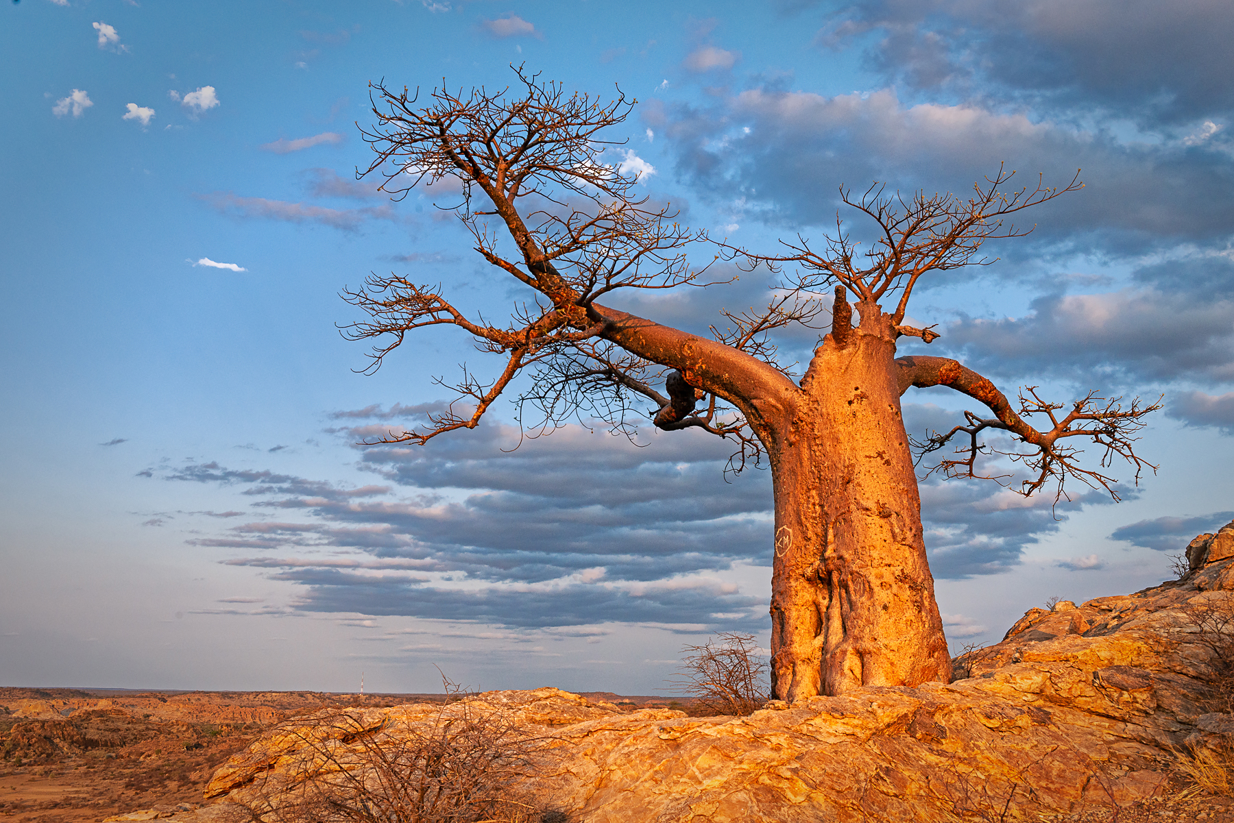 Baobab trees are beautiful photography subjects in Botswana and South Africa