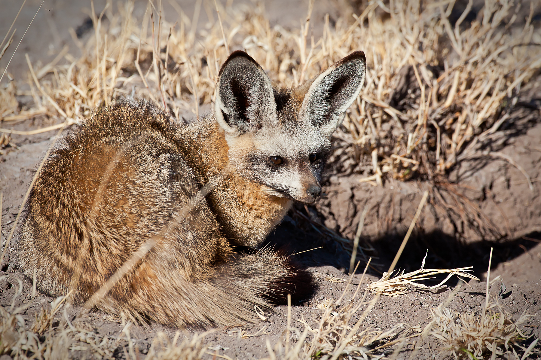 Portrait of a Bat-eared Fox at the entrance to its den in South Africa