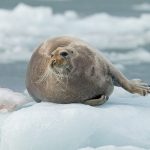 A Bearded Seal rests on the ice during the Wild Images photography tour of Spitsbergen