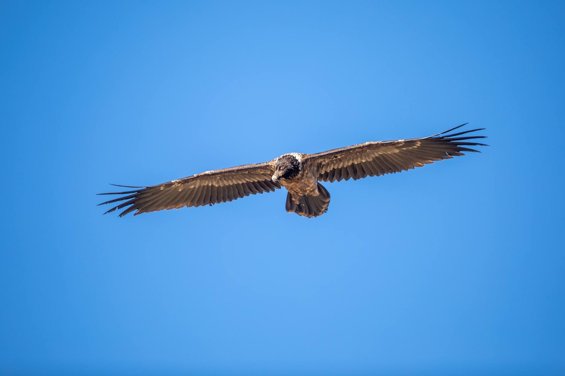 An immature Bearded Vulture or Lammergeier