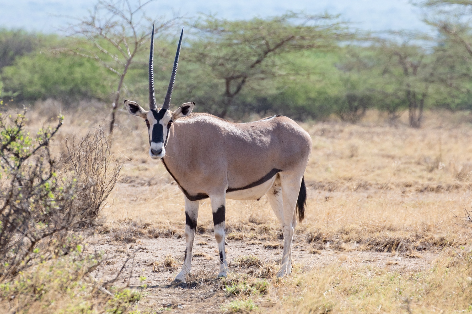 The handsome Beisa Oryx, a charismatic inhabitant of the arid lands of eastern Ethiopia