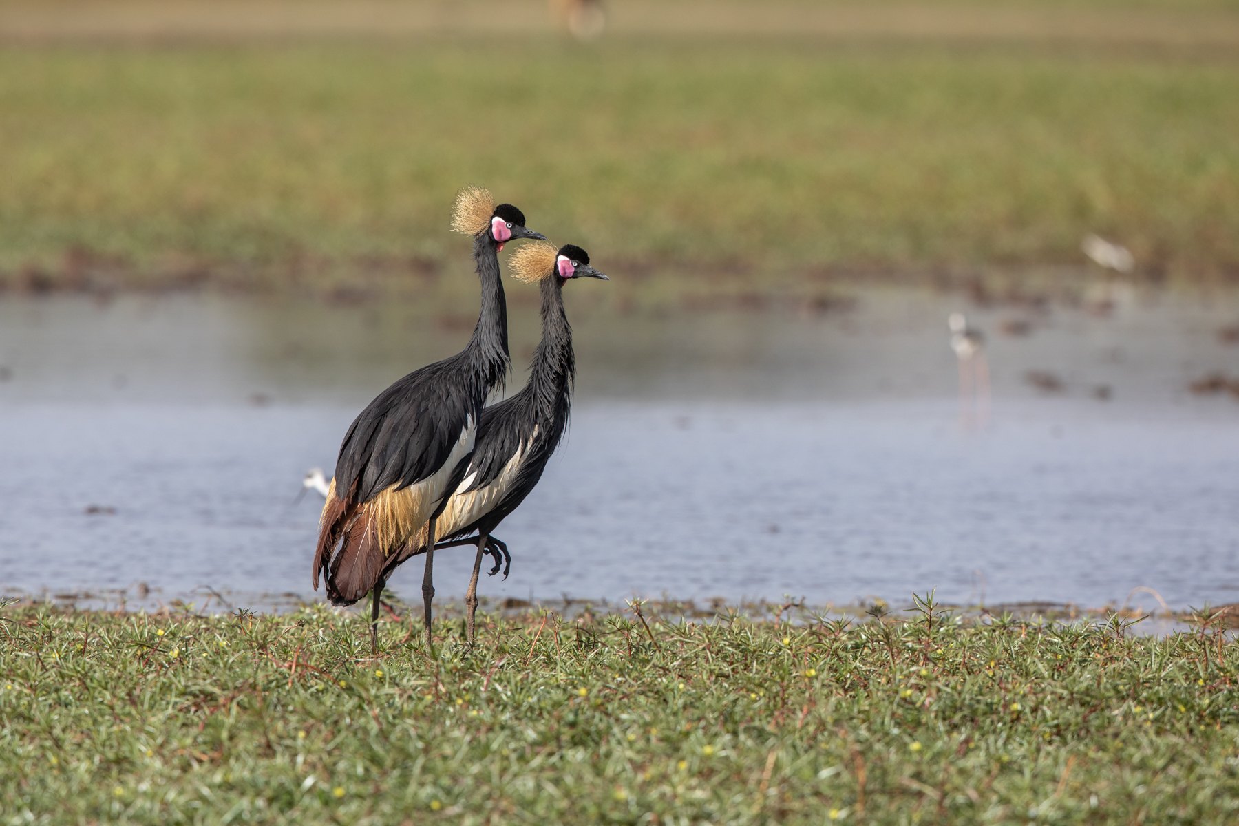 A pair of beautiful Black Crowned Cranes