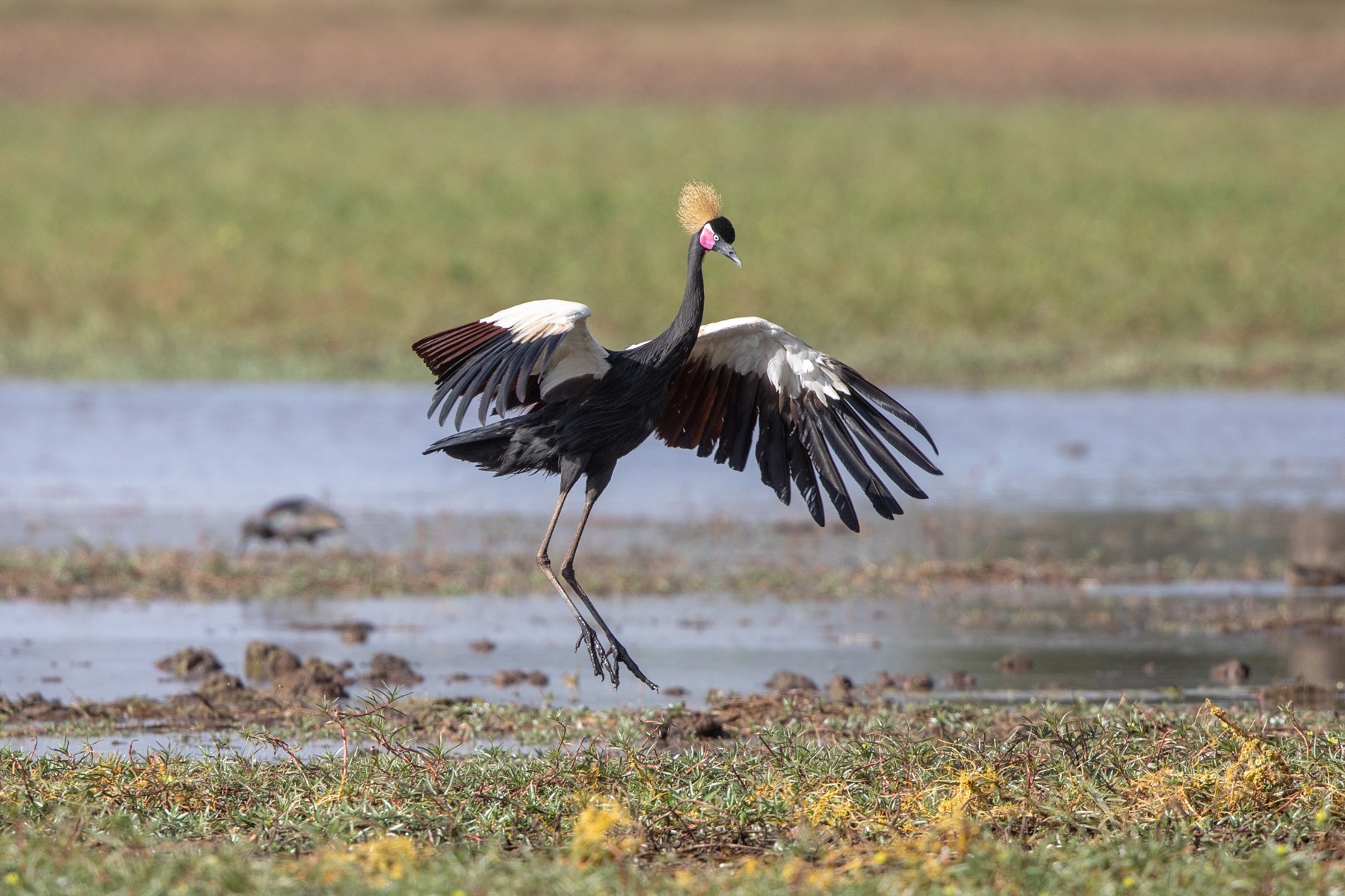 Dancing Black Crowned Crane