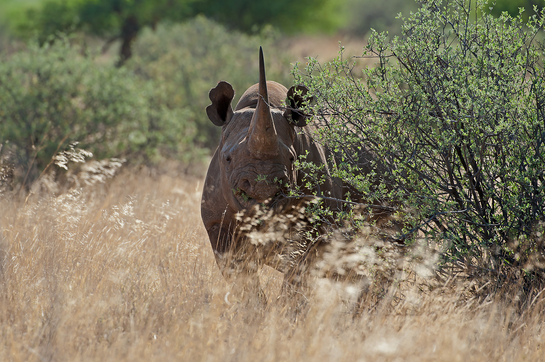 A shy Black Rhinoceros peeks at photographers from behind a bush in Mala Mala, South Africa