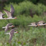 Beautiful bird photography in the Pantanal of Brazil with Wild Images
