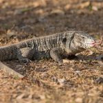 A wild Black-and-White Tegu is an incredible photographic subject in the Pantanal with Wild Images
