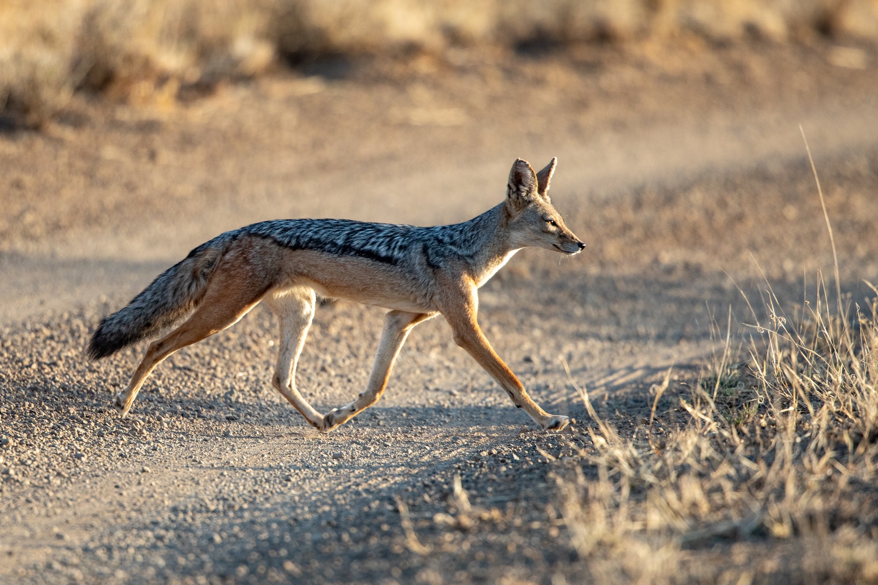 The sleek Black-backed Jackal