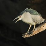 Bird Photography in the Pantanal, Brazil, with Wild Images photo tours