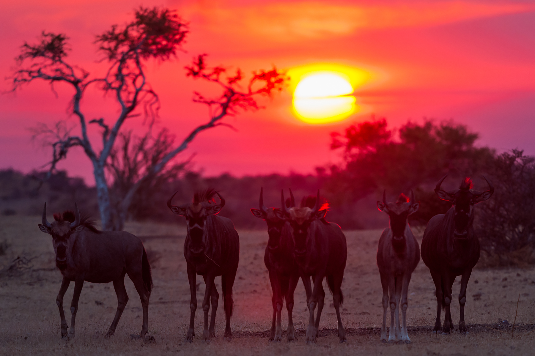 African sunset photography on the ultimate photography tour of Botswana and South Africa with Wild Images