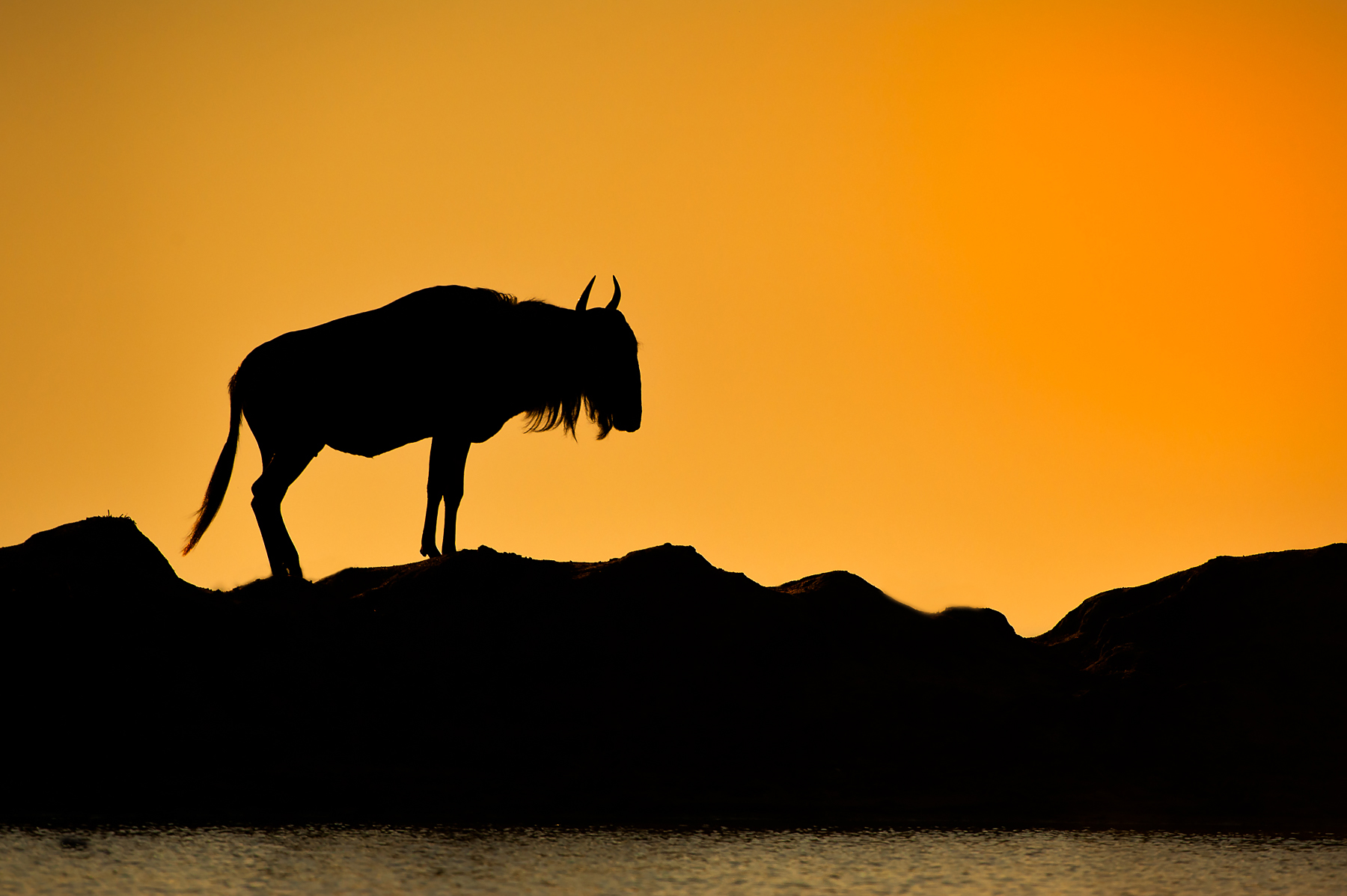 Silhouette of a Blue Wildebeest in South Africa on the Wild Images Wildlife Photo Tour