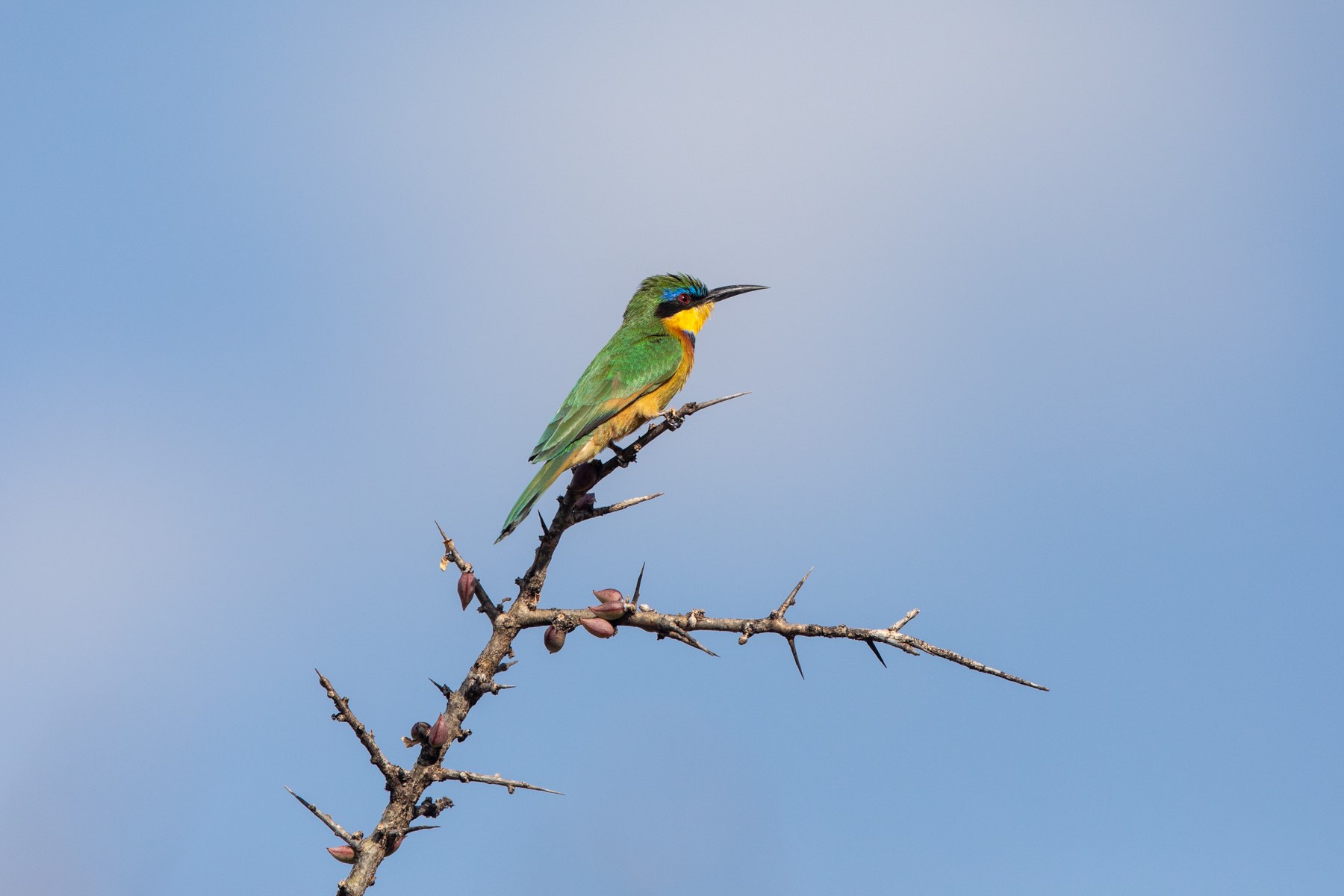 The lovely Blue-breasted Bee-eater